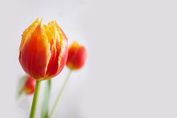 Red and yellow tulip buds on a white background.