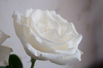 white rose buds close up on a white background.