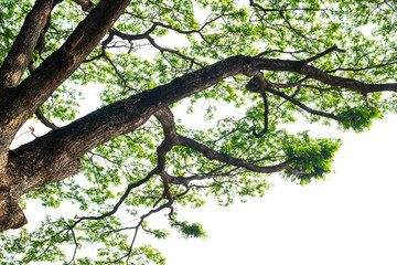 Green trees on white background.