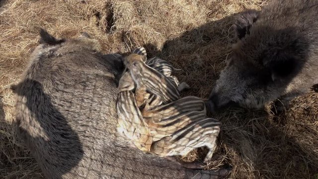 Wildschwein beim f&uuml;ttern der Frischlinge