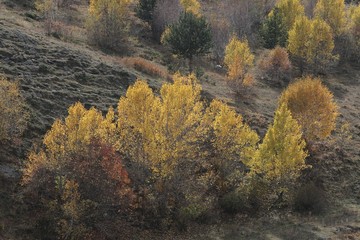 Autumn forest and village photos/savsat/artvin turkey 