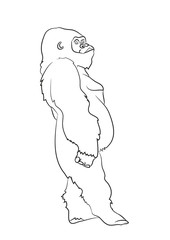 vector illustration of a gorilla, drawing by lines, vector