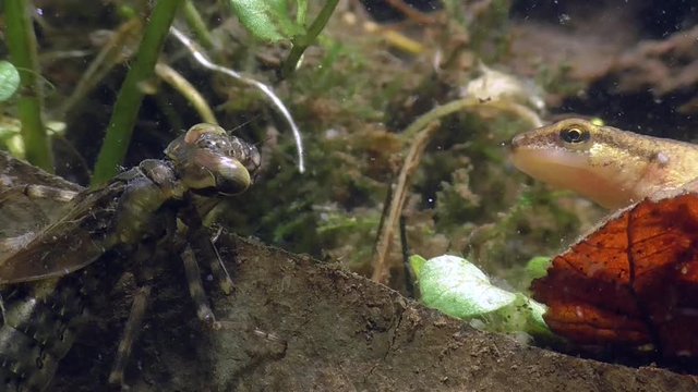 Fadenmolch und Libellenlarve