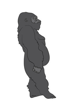 vector illustration of a gorilla, drawing color, vector