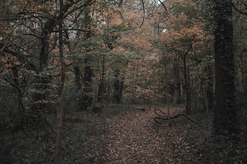 forest in autumn