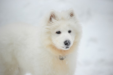 Samoyed puppy in the snow