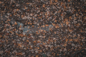 Fall leaves on mud