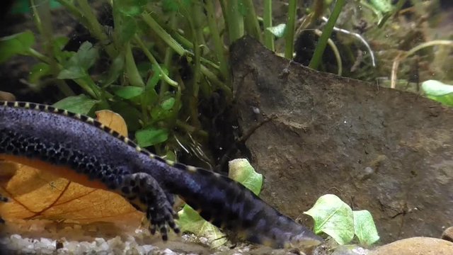 Bergmolche, Alpine newt, Ichthyosaura alpestris
