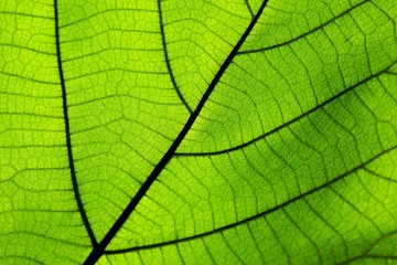 Fototapeta na wymiar perfect green leaf patterns - closeup