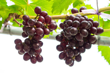 Ripening red grapes (Vitis Vinifera) are hanging on the vine with green leaves in the countryside vineyard for harvesting