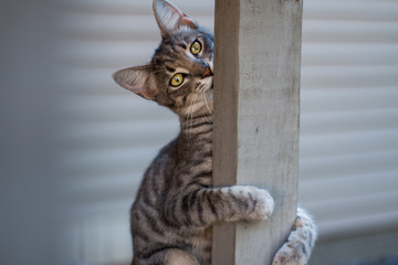 Cat biting wood post