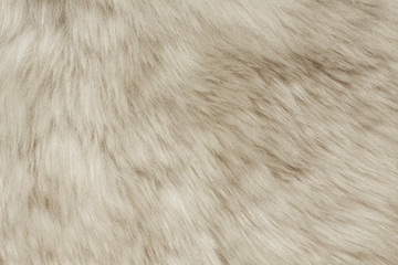 Texture of fur hair background