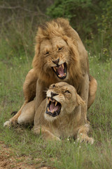 Lion Love