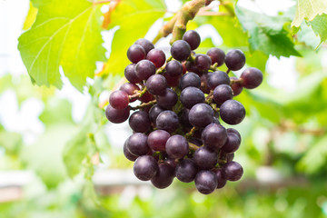 Ripening red grapes (Vitis Vinifera) are hanging on the vine with green leaves in the countryside vineyard for harvesting