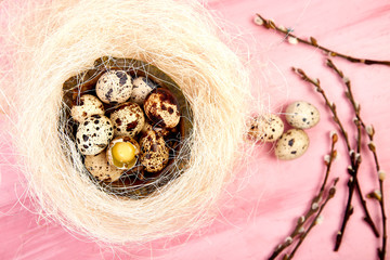 Quail eggs on pink background with willow branch.