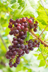 Ripening red grapes (Vitis Vinifera) are hanging on the vine with green leaves in the countryside vineyard for harvesting