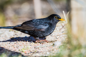 Blackbird on the ground