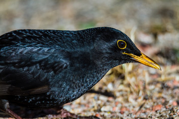 Blackbird look