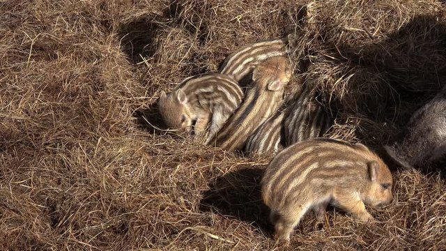 Frischlinge, viele kleine junge Wildschweine im Stroh