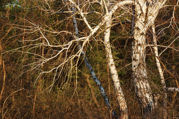 dry grass in the forest