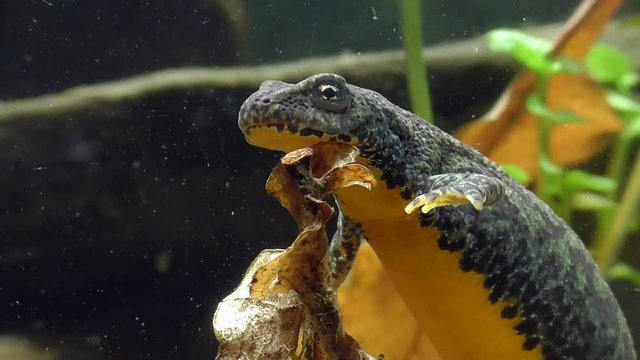 Bergmolche, Alpine newt, Ichthyosaura alpestris