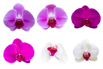 Naklejka na ściany i meble Blurred for Background.Beautiful orchid flower on white background. Photo with clipping path.