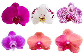 Blurred for Background.Beautiful orchid flower on white background. Photo with clipping path.