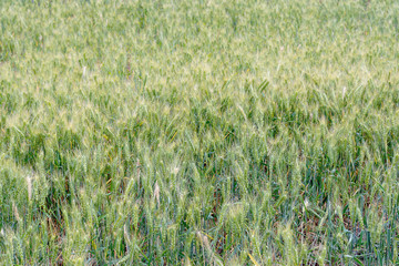 Green grain field.