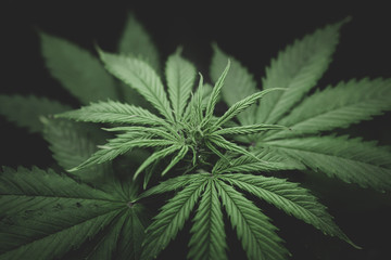 Fototapeta na wymiar Cannabis flower Indoors growing. Northern light strain. Grow in grow box tent. Grow legal Recreational cannabis. Planting cannabis.