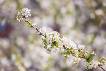 Blossoming of cherry white flowers in spring time, natural seasonal floral background with copyspace