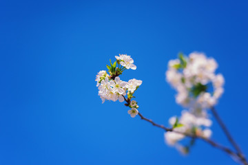 Blossoming white flower against a blue sky background, natural wallpaper. Flowering cherry branch in spring, macro image with copyspace