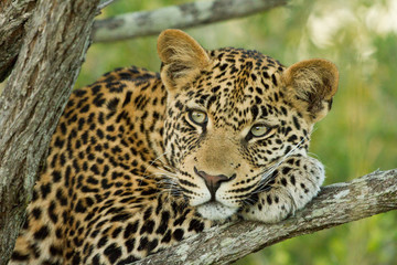 Leopard Resting