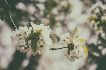 Blossoming white flower background, natural wallpaper. Flowering cherry branch in spring, macro vintage image with morning dew and copyspace