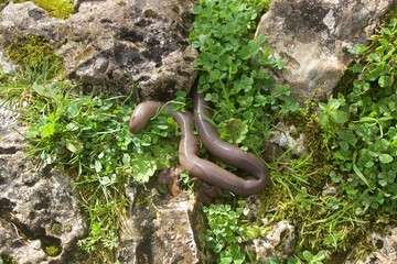 Closeup of giant earthworm getting out from a hole in the ground into green grass