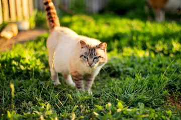 white cat in the grass .white cat in spring