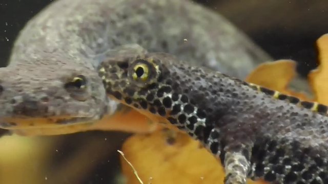 Bergmolche, Alpine newt, Ichthyosaura alpestris