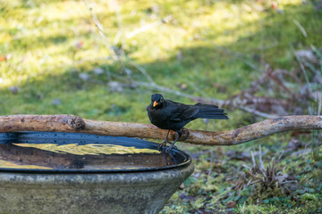 Amsel beim Baden