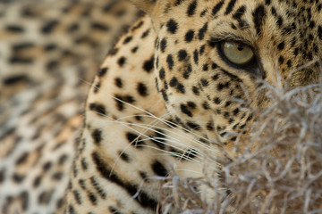 Fototapeta na wymiar Eyes of a Leopard