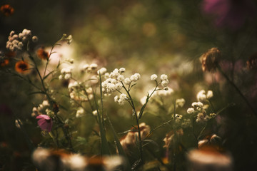 flowers in the garden