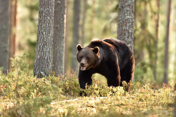 Brown bear in the summer forest, natural habitat