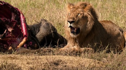East african lion protecting his cape buffalo prey