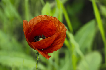 red poppy in field