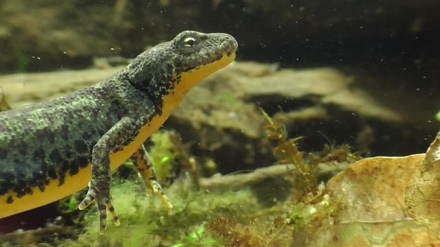 Bergmolche, Alpine newt, Ichthyosaura alpestris