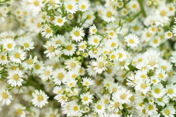 White Cutter Flowers in bouquet