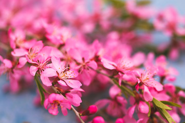 Spring flowering branches, pink flowers on a blue background