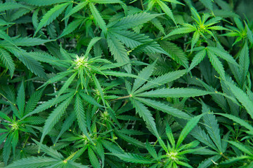 Legal Marijuana cultivation in the home. In door grow hemp. Green background of leaves. Medicinal...