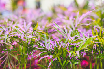 Green houseplants under the light of an ultraviolet lamp.