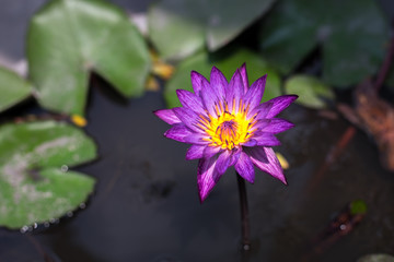 lotus in a pond