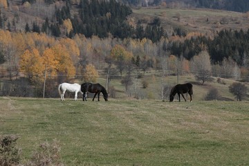 amazing village landscapes and wooden houses.savsat/artvin/turkey
