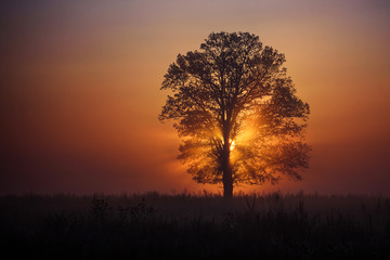 Sunrise in the Meadow with Oak Tree.